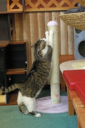 nekomanma_7700_edited-1