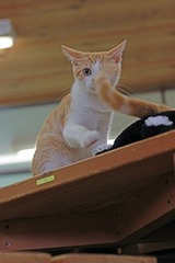 nekomanma_1721_edited-1