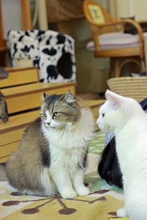 nekomanma_5543_edited-1