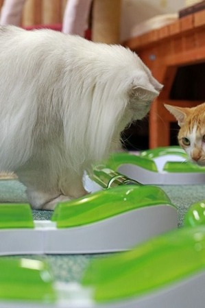 nekomanma_8379_edited-1