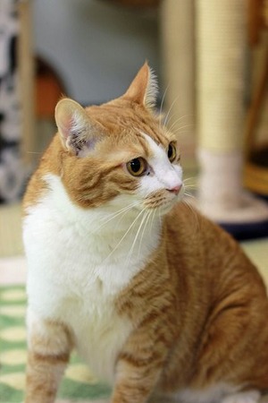 nekomanma_7182_edited-1