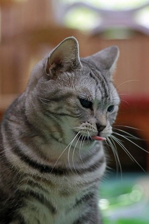 nekomanma_6422_edited-1