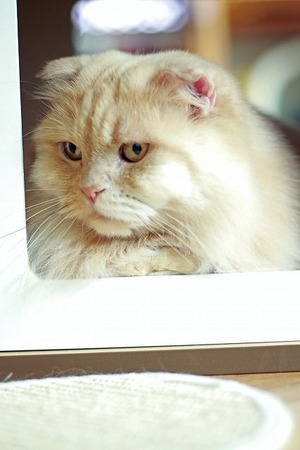 nekomanma_5613_edited-1