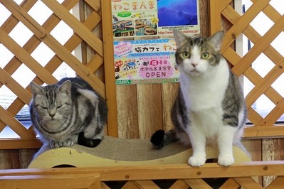 nekomanma_8212_edited-1