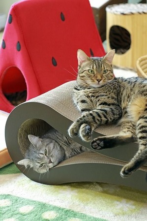 nekomanma_9561_edited-1