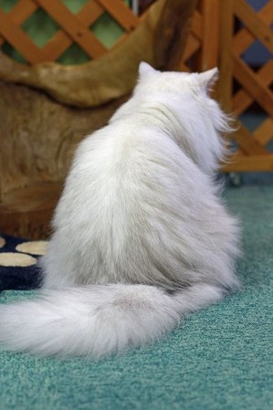 nekomanma_5257_edited-1