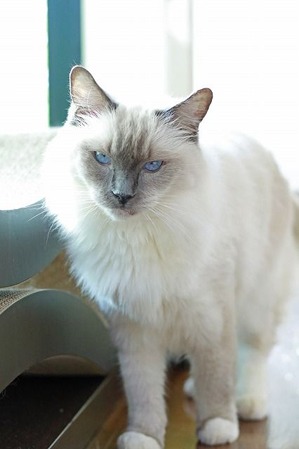 nekomanma_9967_edited-1