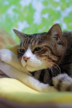 nekomanma_9184_edited-1