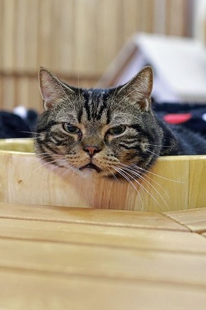 nekomanma_9562_edited-1