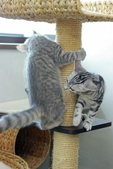 nekomanma_8075_edited-1