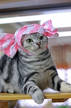 nekomanma_5498_edited-1