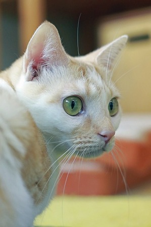 nekomanma_8847_edited-1