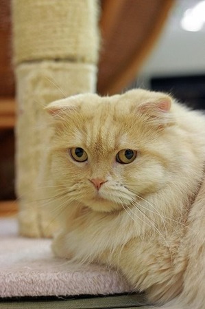 nekomanma_9641_edited-1