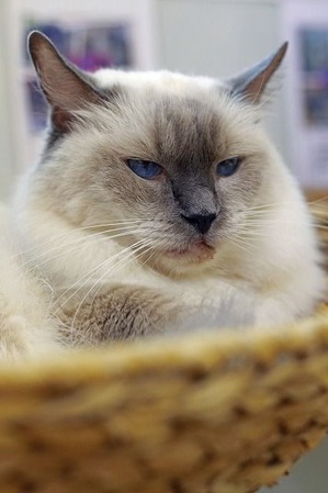 nekomanma_0798_edited-1