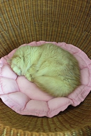 nekomanma_2276_edited-1