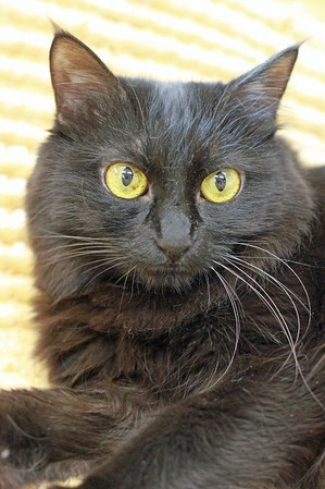 nekomanma_5058_edited-1