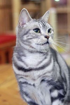 nekomanma_2587_edited-1