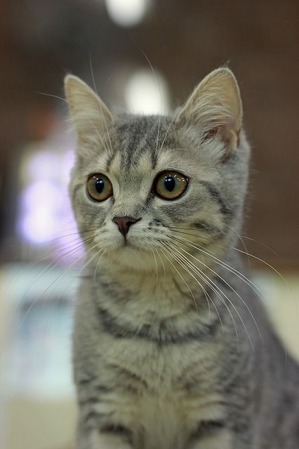 nekomanma_9627_edited-1