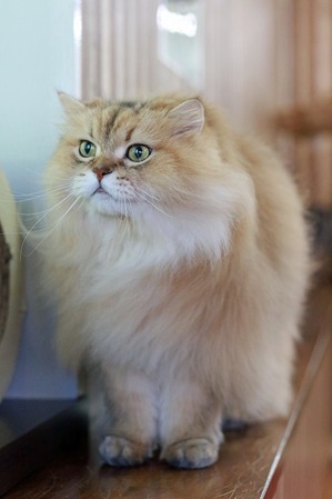 nekomanma_9467_edited-1