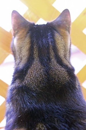 nekomanma_2122_edited-1