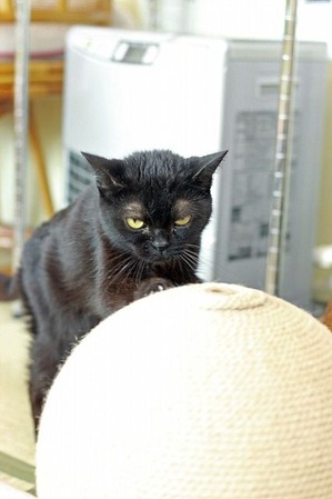 nekomanma_8022_edited-1
