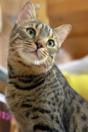 nekomanma_9939_edited-1