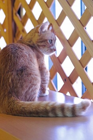 nekomanma_7415_edited-1