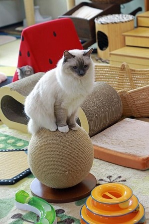 nekomanma_9420_edited-1