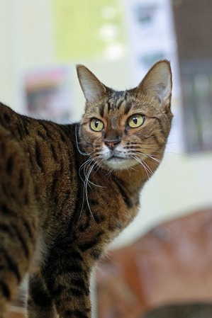 nekomanma_7239_edited-1
