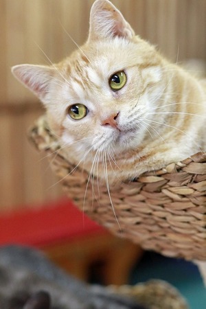 nekomanma_8706_edited-1