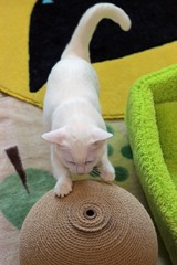 nekomanma_3306_edited-1
