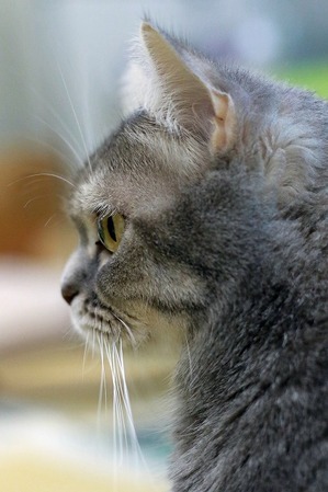 nekomanma_1100_edited-1