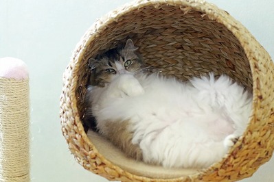nekomanma_8709_edited-1