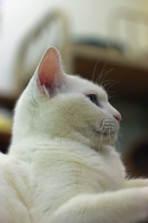 nekomanma_9640_edited-1