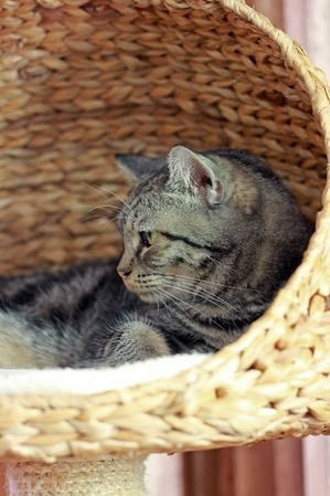 nekomanma_8607_edited-1