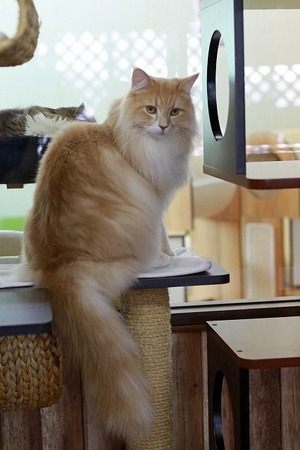 nekomanma_7582_edited-1
