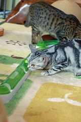 nekomanma_8428_edited-1