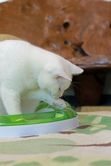 nekomanma_8561_edited-1