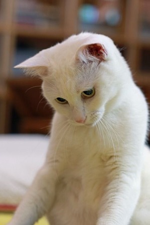 nekomanma_7429_edited-1