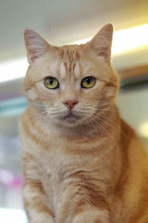nekomanma_1751_edited-1