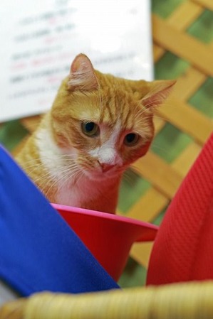 nekomanma_2069_edited-1