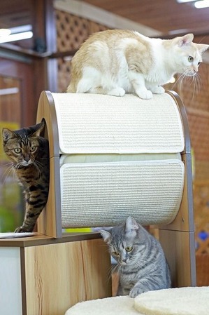 nekomanma_7403_edited-1