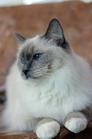 nekomanma_7264_edited-1