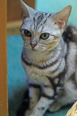 nekomanma_1970_edited-1