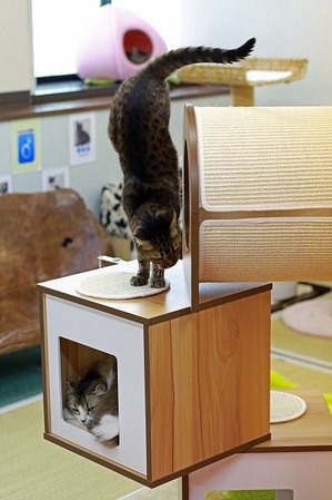 nekomanma_6222_edited-1
