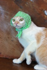 nekomanma_2916_edited-1