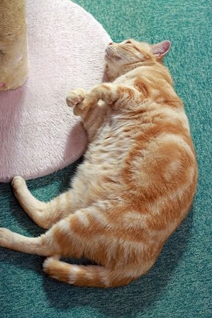 nekomanma_9576_edited-1