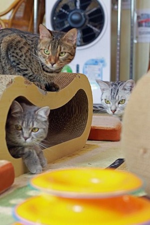 nekomanma_9592_edited-1