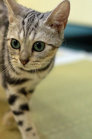 nekomanma_2015_edited-1