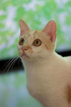 nekomanma_2808_edited-1